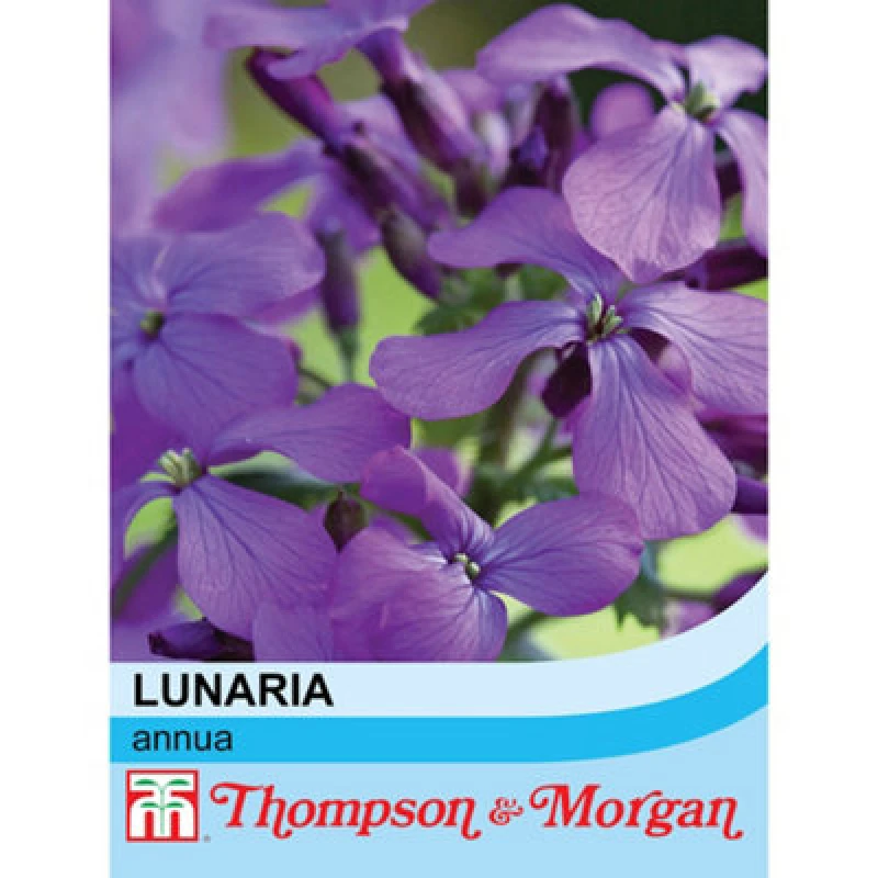 Image of Thompson & Morgan Wildflower Honesty (Lunaria Annua) 1 Seed Packet (50 Seeds)