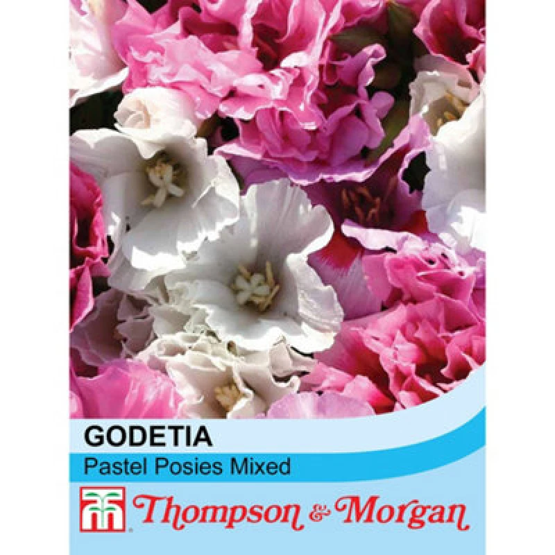 Image of Thompson & Morgan Godetia Pastel Posies Mixed 1 Seed Packet (125 Seeds)