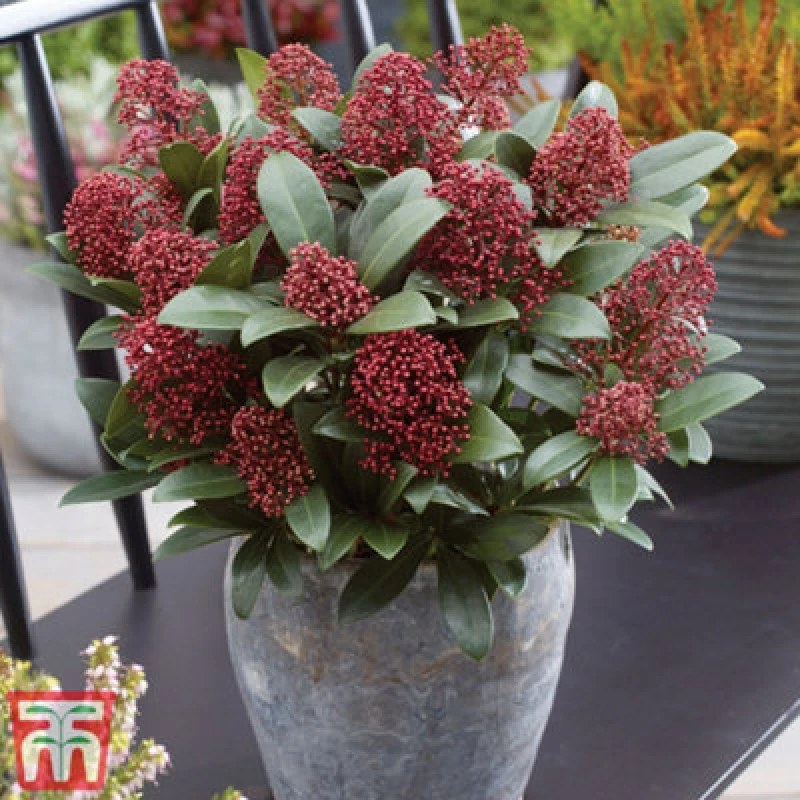 Image of Thompson & Morgan Shrub - Skimmia Japonica Rubella 9Cm Potted Plant X 2