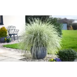 Image of Thompson & Morgan Thompson and Morgan Lomandra 'White Sands' 9cm x 3