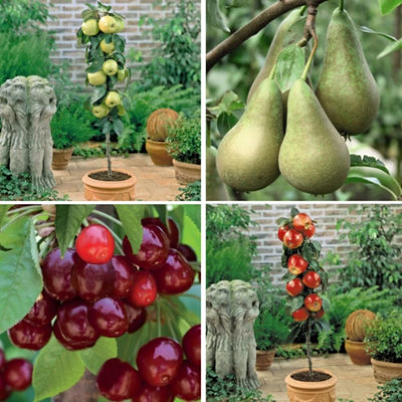 Image of Thompson & Morgan Dwarf Patio Fruit Tree Collection 9Cm Potted Plant X 4 - Apples, Cherry & Pear