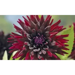 Image of Thompson & Morgan Thompson and Morgan Dahlia Nuit d Ete 1 Tuber