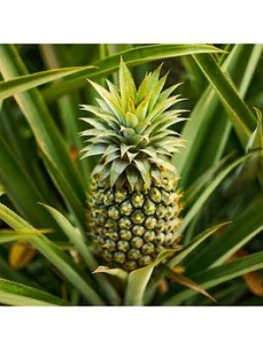 Image of Real Pineapple Plant With Fruit In 14Cm Pot