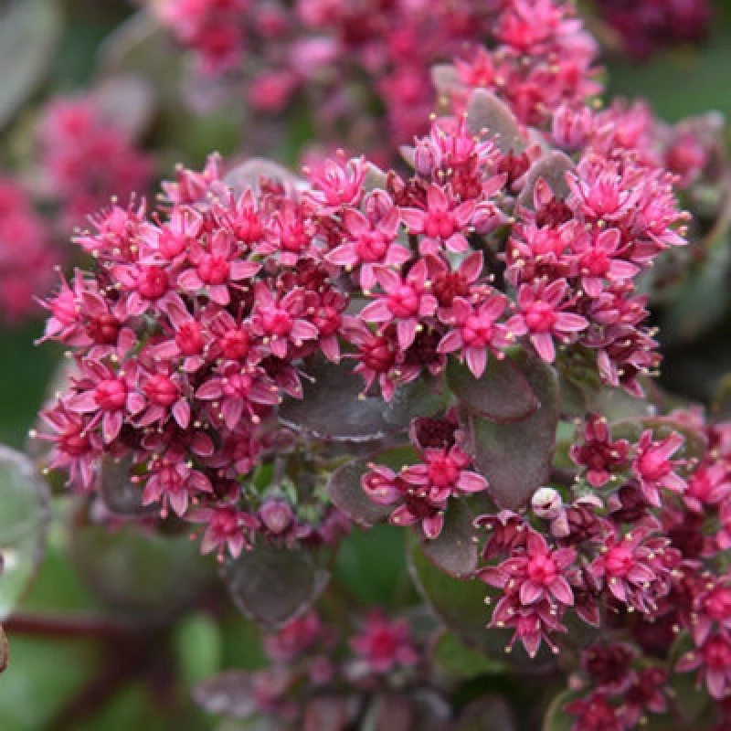 Image of Thompson & Morgan Sedum Busy Nights Seeds Hardy Perennial Deep Pink Bee-Friendly Drought-Tolerant Rockery Border Container 200 Seeds