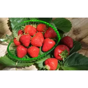 Image of Thompson & Morgan Thompson and Morgan Fruit Strawberry Malling Centenary 12 Bare Roots