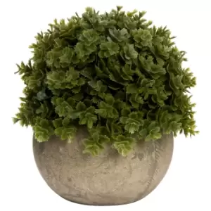 Image of Miniature Hebe Veronica In Pot