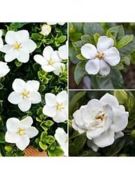 Image of Gardenia Collection