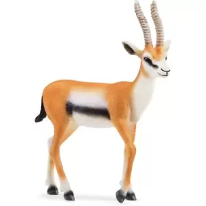Image of Thomson Gazelle