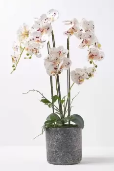 Image of White Orchid 82cm Phalaenopsis in Cement Pot Extra Large, 5 Stems