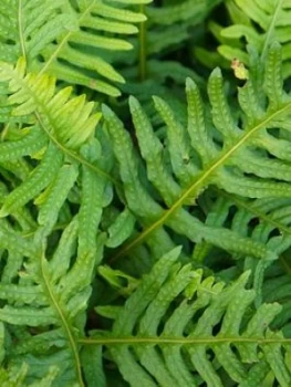 Image of Evergreen Hardy Fern Collection 3 X 9Cm Potted Plants