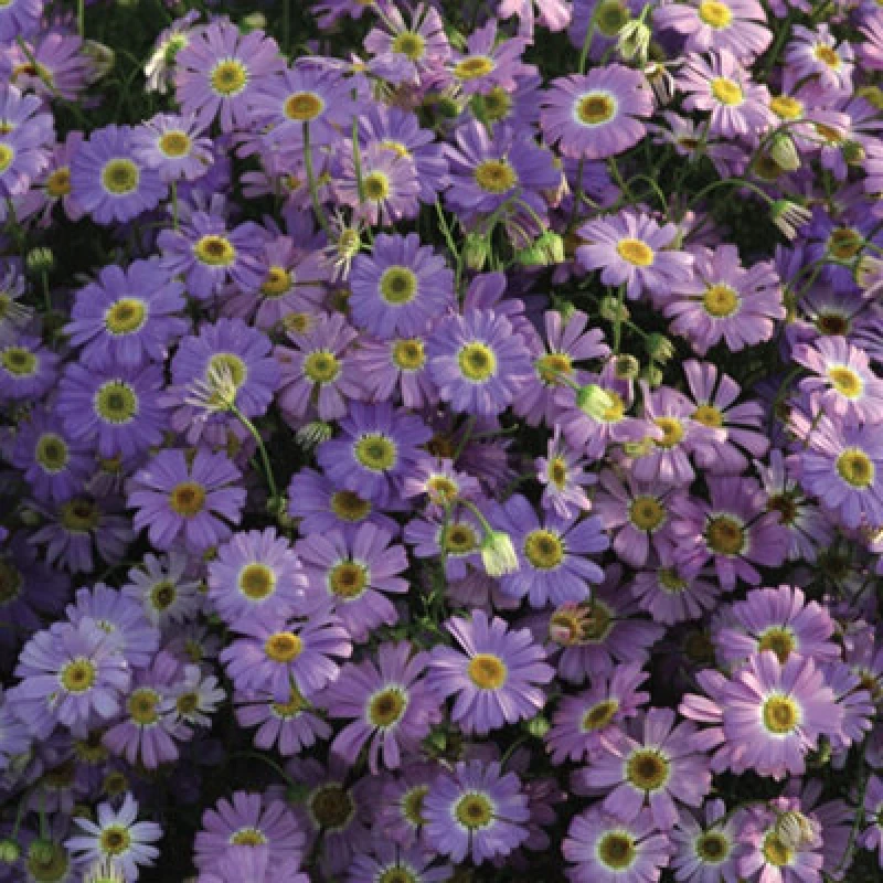 Image of Thompson & Morgan Brachyscome Iberidifolia Little Missy 1 Seed Packet
