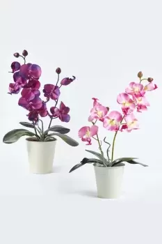 Image of Set of 2 Phalaenopsis Orchids in White Pot, 38 cm