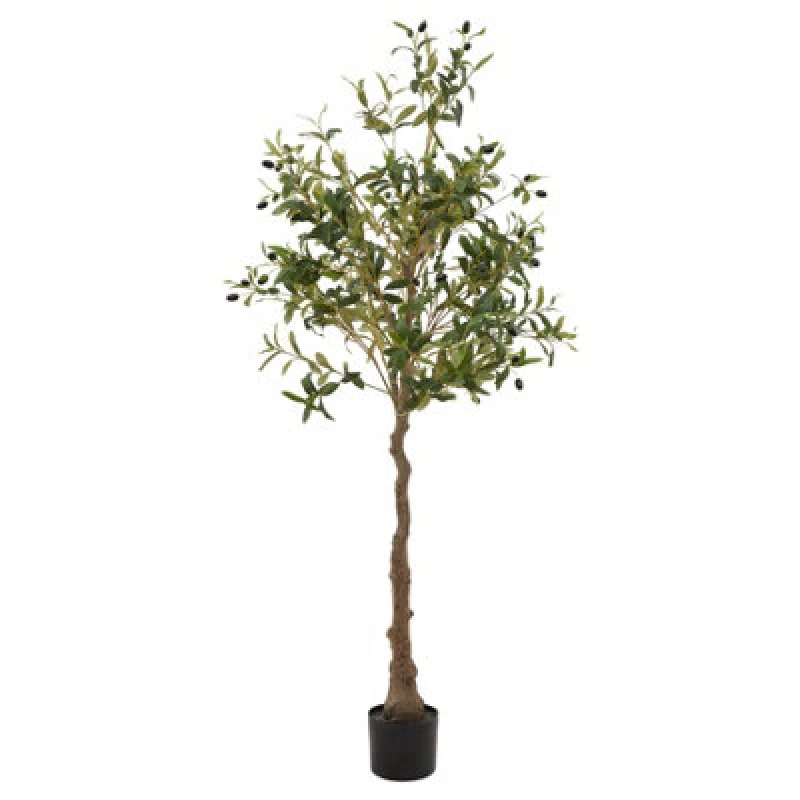 Image of Calabria Olive Tree