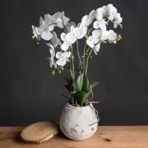 Image of White Orchid In Stone Pot