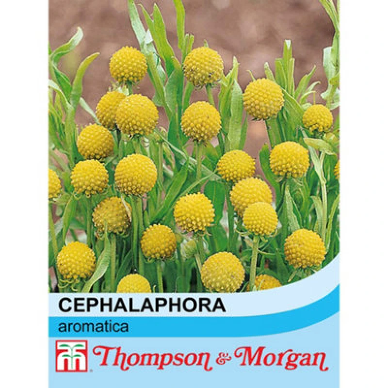Image of Thompson & Morgan Cephalaphora Aromatica 1 Seed Packet (40 Seeds)