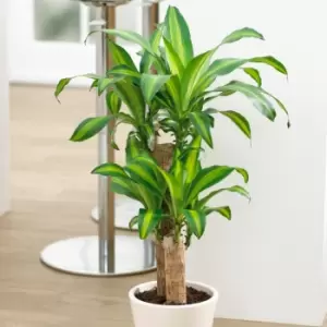 Image of YouGarden Dracaena Fragrans Yellow Coast In 17Cm Grow Pot