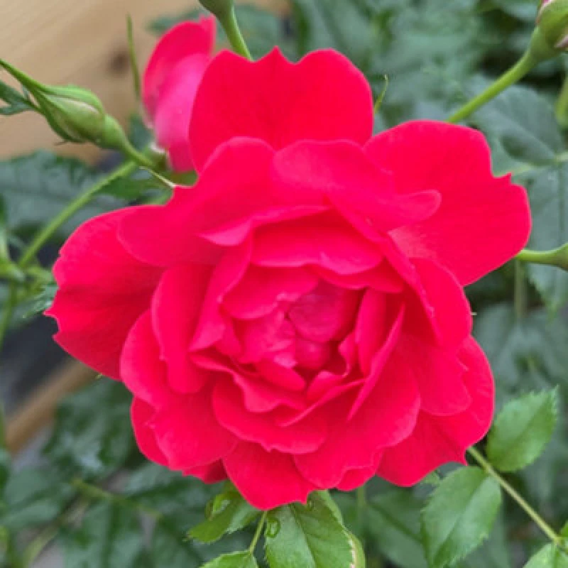 Image of You Garden Harkness Roses 'raspberry Royale' Rose, Set Of Two Bare Root Roses, Ready To Plant Patio Roses With Raspberry Red Flowers