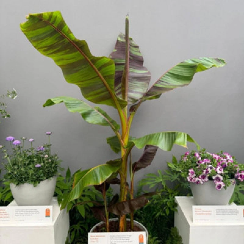 Image of Thompson & Morgan Musa Sikkimensis Ever Red 15Cm Potted Plant X 1