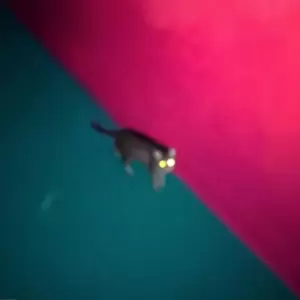 Image of !!! - Wallop Vinyl