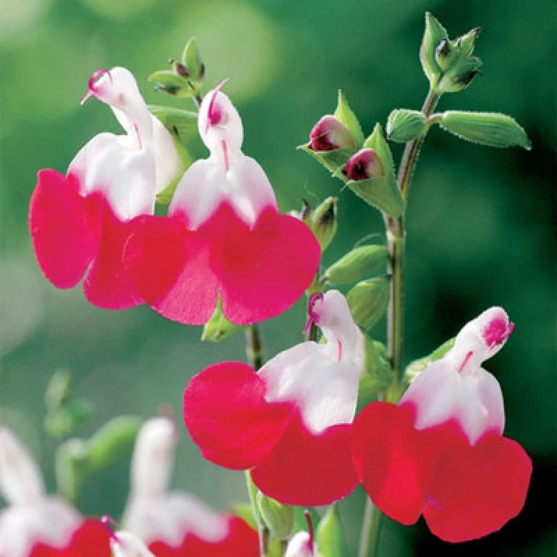 Image of Thompson & Morgan Salvia Greggii Hotlips 3 Litre Potted Plant X 1