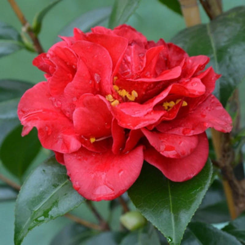 Image of Thompson & Morgan Camellia Reticulata Mary Williams 15Cm Potted Plant X 1