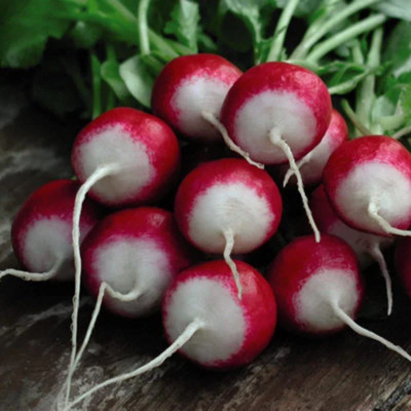 Image of Thompson & Morgan Radish Poloneza 1 Seed Packet (500 Seeds)