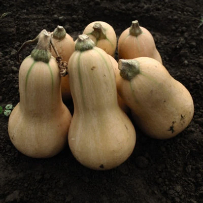 Image of Thompson & Morgan Squash Winter Butternut Hunter F1 1 Seed Packet