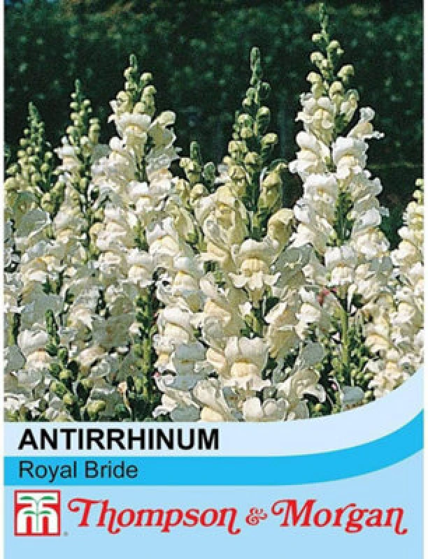 Image of Thompson & Morgan Antirrhinum Majus Royal Bride 1 Packet (400 Seeds)