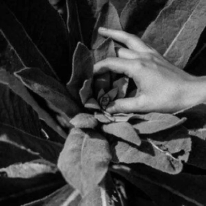 Image of Heide CD / Album