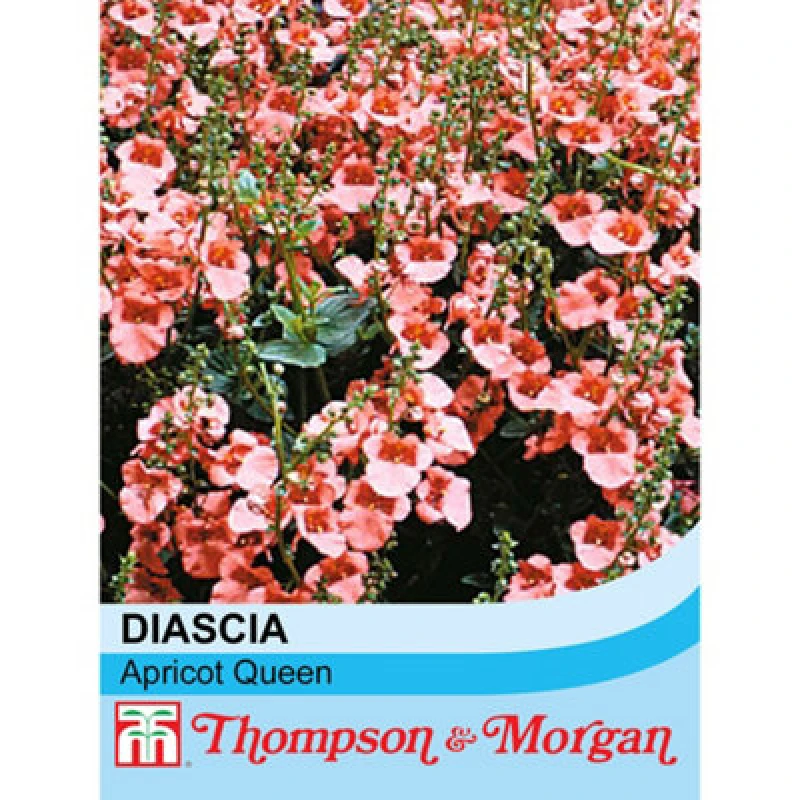 Image of Thompson & Morgan Diascia Apricot Queen 1 Seed Packet (80 Seeds)