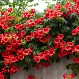 Image of YouGarden Campsis Summer Jazz 'FireTrumpet' in 2L Pot