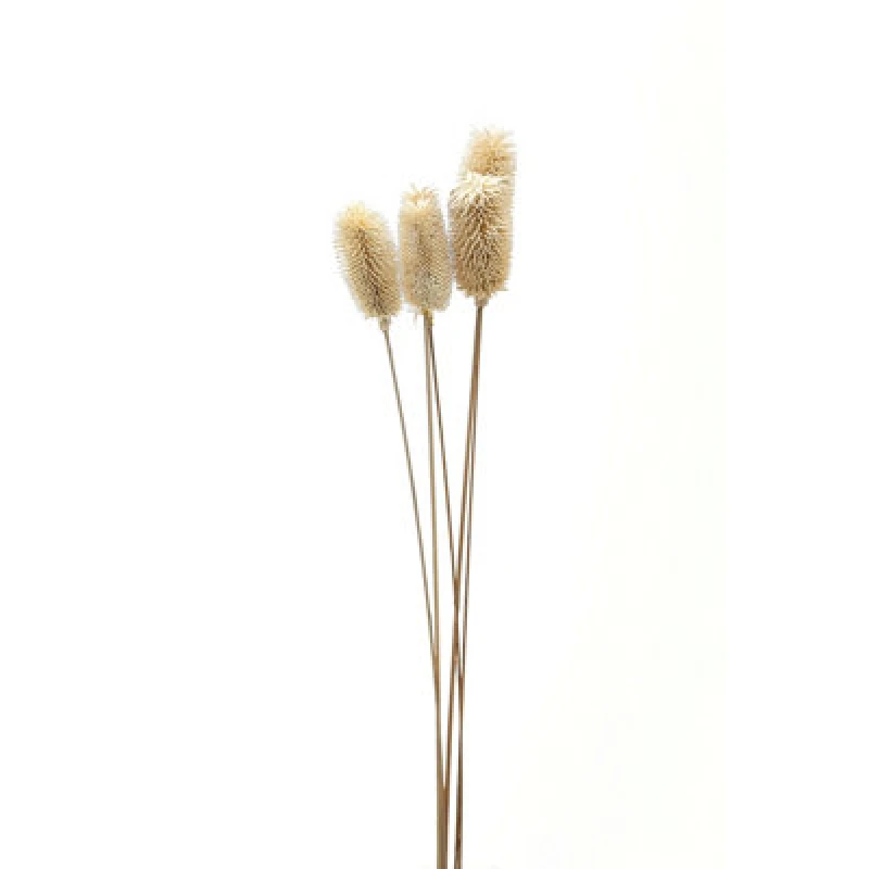 Image of Bouquet Of Dried Tall Thistle