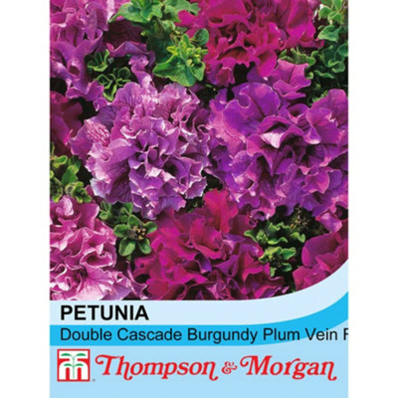 Image of Thompson & Morgan Petunia Double Cascade Burgundy & Plum 1 Seed Packet (25 Seeds)