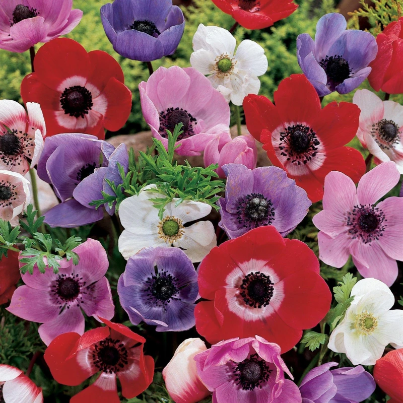 Image of YouGarden Anemone de Caen (150 Bulbs) Multi unisex 150 bulbs