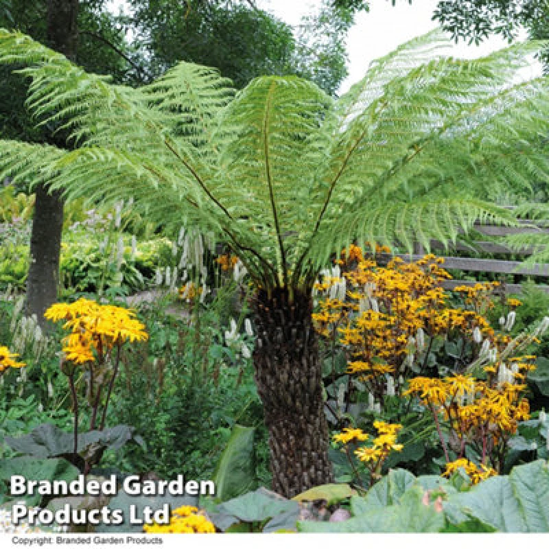 Image of Thompson & Morgan Dicksonia Antarctica (Australian Fern Tree) 2 Litre Potted Plant X 2