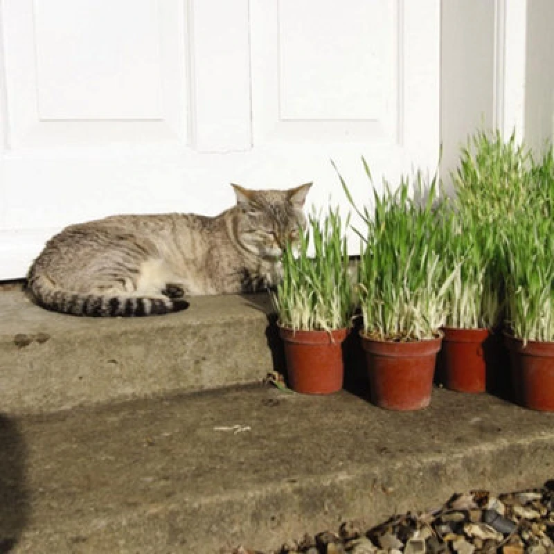 Image of THOMPSON & MORGAN Cat Grass Seeds 1 Seed Packet (100 seeds) 108464
