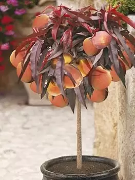 Image of Red Leaf Patio Peach 'Crimson Bonfire' Bare Root