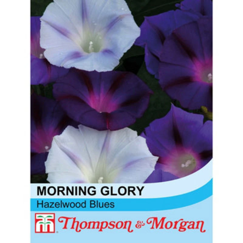 Image of Thompson & Morgan Morning Glory Hazelwood Blues 1 Packet (35 Seeds)