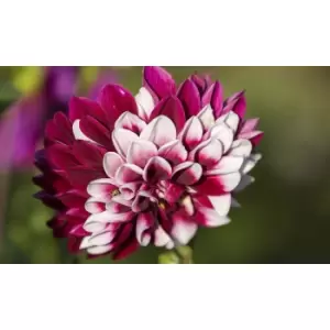 Image of Thompson & Morgan Thompson and Morgan Dahlia Rebeccas World 4 Tubers