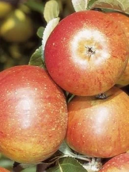 Image of Apple CoxS Orange Pippin 5L Pot