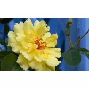 Image of Thompson & Morgan Thompson and Morgan Rose Climbing Golden Showers 2 Bare Roots