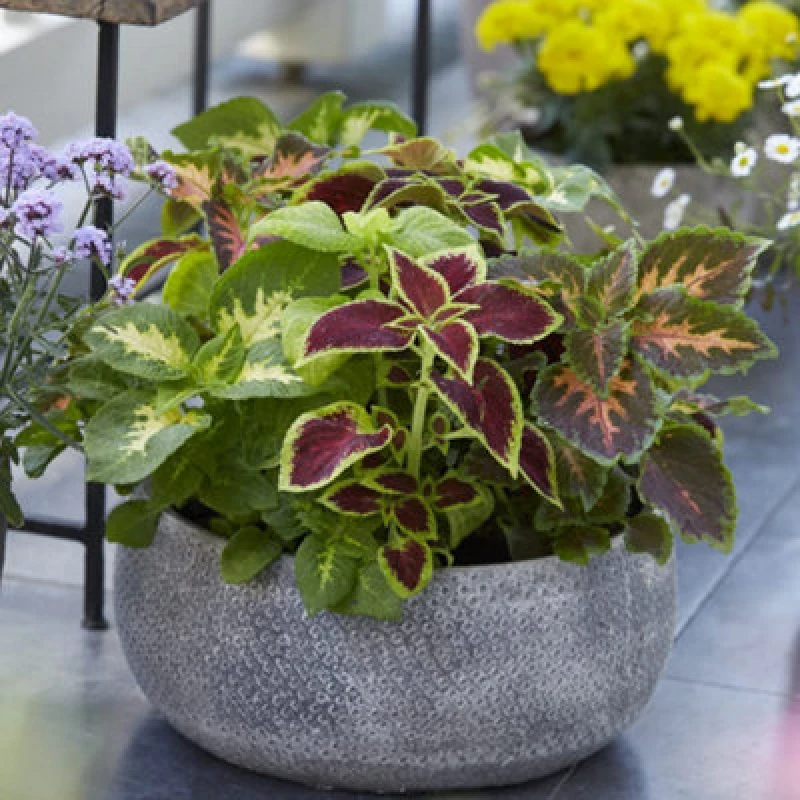 Image of Thompson & Morgan Coleus T&m Prize Strain Improved 1 Seed Packet