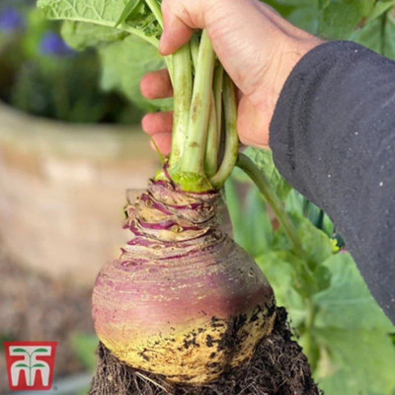 Image of Thompson & Morgan Swede Gowrie 1 Seed Packet (500 Seeds)