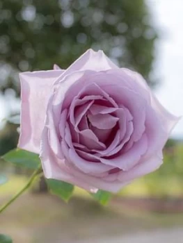 Image of Rose Blue Moon Bare Root