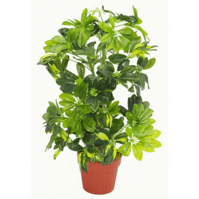 Image of Leaf 75cm Artificial Arboricola Gold Capella Plant Green