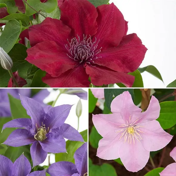 Image of YouGarden Boulevard Patio Clematis Collection (3 x 10.5cm) Garden Flowers and Plants 3 x 10.5cm Multi 40791399000