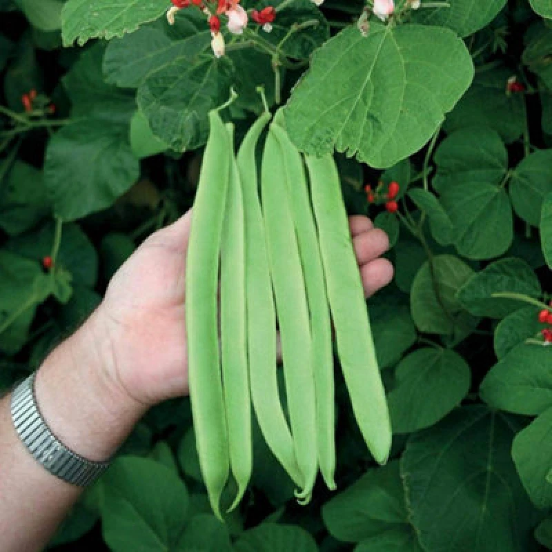 Image of Thompson & Morgan Runner Bean St George 1 Seed Packet