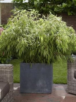 Image of Pair Of Fargesia Rufa 'Fountain Bamboos' 2L Pot 70-80Cm Tall