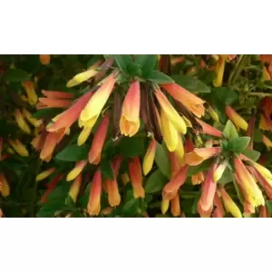 Image of Thompson & Morgan Thompson and Morgan Brazilian Jacobinia paciflora Fuchsia 9cm pot - 3 plants