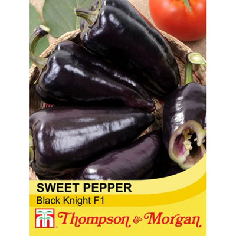 Image of Thompson & Morgan Pepper Sweet Black Knight F1 Hybrid 1 Seed Packet (8 Seeds)